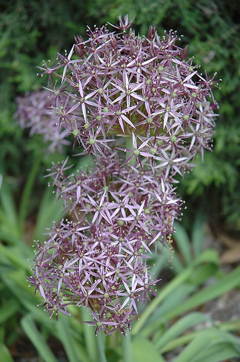 Click to view a full-size photo of Star Of Persia Onion (Allium christophii) at Canyon Creek Nursery Boarder Plants, Allium Christophii, Stockbridge Massachusetts, Onion Flower, Nursery Garden, Great Barrington, Billings Montana, Tall Flowers, Herbaceous Perennials