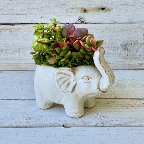 Itty bitty elephant 🐘 pots are always a great idea. Succulent Cake, Living Wreath, Elephant Planters, Succulent Wreath, Succulent Gifts, Design Essentials, Hanging Garden, Itty Bitty, Ceramic Planters