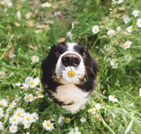 Dog Foto, Daisy Cottage, Sealed With A Kiss, Dog Photoshoot, Black Labrador Retriever, 강아지 그림, Pet Photographer, Pretty Dogs, Labrador Retrievers