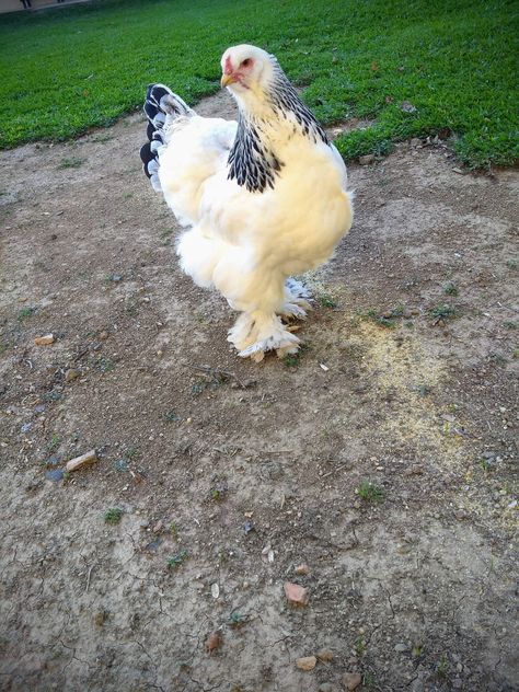 Light Brahma, Farm Living, Farms Living, Pet Chickens, Rustic House, Chicken, Pet, Van, Animals