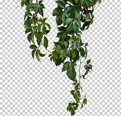 Virginia Creeper Vine, Parthenocissus Tricuspidata, Wall Climbing Plants, Plant Png, Virginia Creeper, Green Vines, Logo Design Free Templates, Leaves Illustration, Leaf Border