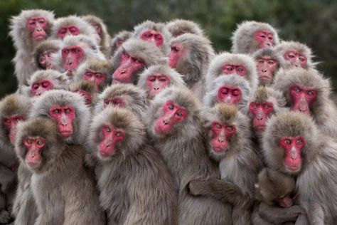 Japanese Macaques, Shodoshima Island, Japan. Japanese Monkey, Macaque Monkey, Japanese Macaque, Baby Pandas, Snow Monkey, Saul Leiter, Spider Monkey, Photography Competitions, Cute Monkey