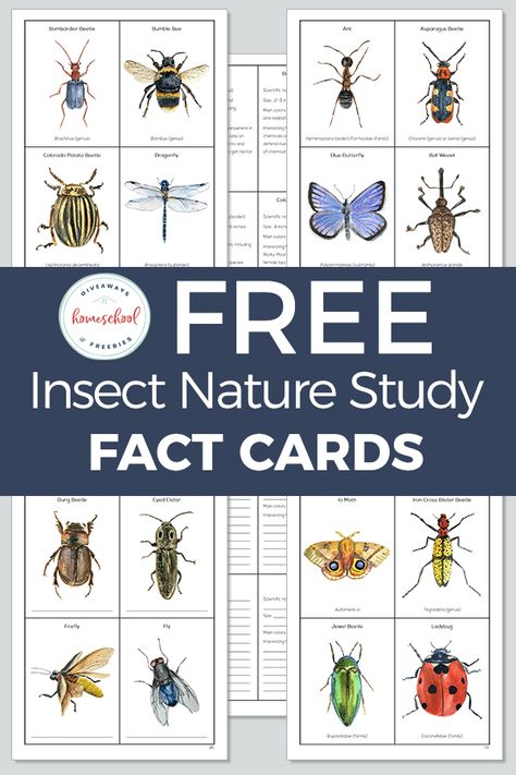 Preschool Insect Study, Insect Bingo Free Printable, Insect Projects For Kids, Insect Journal, Ladybug Project, Insect Preschool, Insect Unit Study, Types Of Science, Rhinoceros Beetle