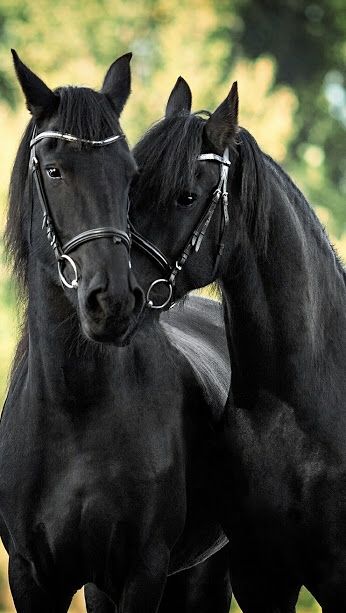 Black Horses nuzzling, with beautiful black bridle halters. Stunning horse photography, Shiny dark coats! Sweet! Regnul Animal, Beautiful Horse Pictures, Black Horses, Friesian Horse, Majestic Horse, Cute Horses, Black Horse, Horse Photos, Pretty Horses