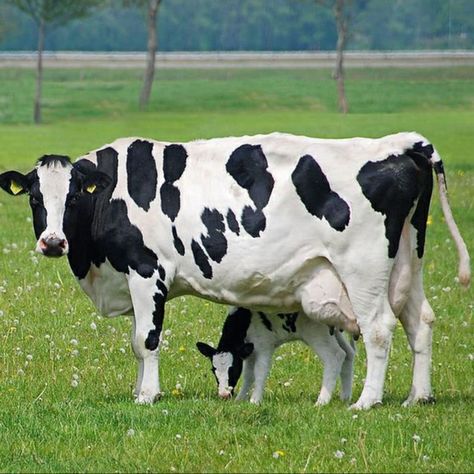 Holstein Friesian Cow, Cow Images, Black And White Cows, Cow Holstein, White Cows, Wallpaper Photo Hd, Jersey Cow, Dairy Cattle, Dairy Farm