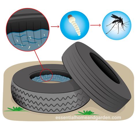 mosquitoes breed in standing water Indoor Mosquito Repellent, Mosquito Life Cycle, Kill Mosquito Larvae, Mosquito Dunks, Mosquito Larvae, Pond Aerator, Natural Insecticide, Natural Mosquito Repellant, Mosquito Trap