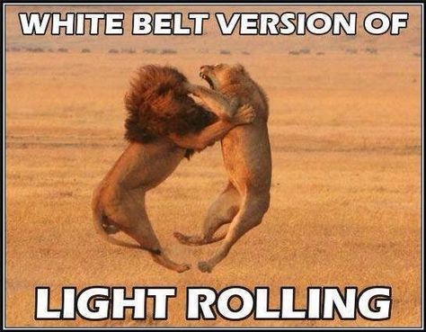 White Belt Rolling Nala Aesthetic, Wild Animals Photos, Lions Photos, Perfectly Timed Photos, White Belt, Wildlife Animals, Animal Photo, Big Cats, Wild Cats