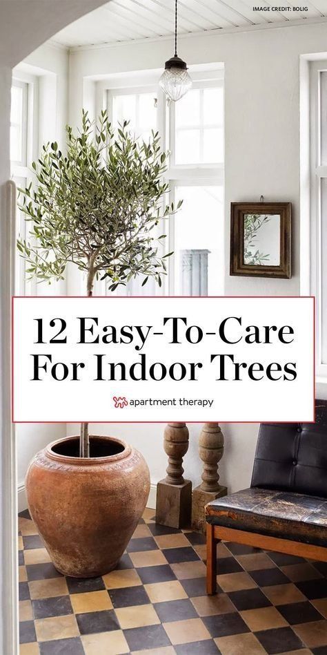 Indoor Tree Plants, Plant Decor Living Room, Best Indoor Trees, Indoor Garden Apartment, Bbq Garden, Popular House Plants, Indoor Plants Styling, Indoor Tree, Herb Gardens