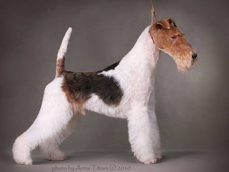 Wire Fox Terrier Puppies, Wire Fox Terriers, Dog Reference, Fox Terrier Puppy, Wirehaired Fox Terrier, Grooming Style, Dog Pics, Fox Terriers, Wire Fox Terrier