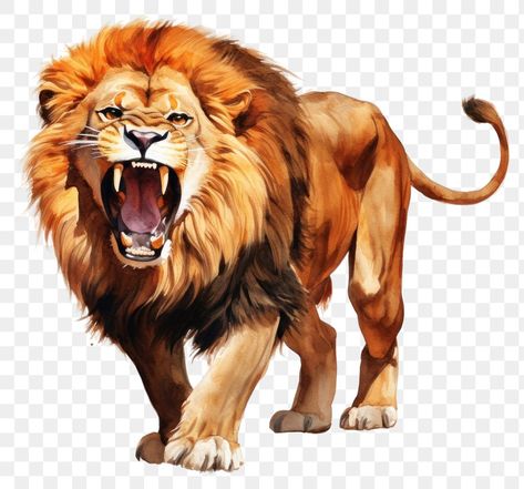 Lion Png, Lion Roar, Roaring Lion, Drawing Body Poses, Lion Painting, Animal Portraits Art, Wildlife Conservation, Body Poses, Free Png