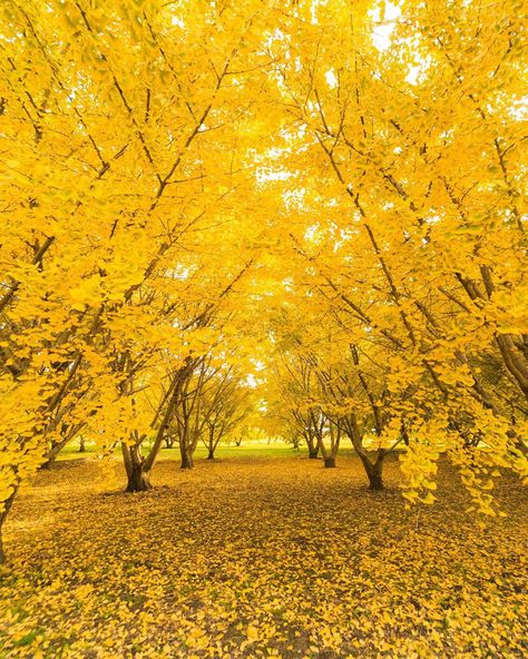 Japan Yellow Aesthetic, Mellow Yellow Aesthetic, Yellow Spring Road, Yellow Spring Road Japan, Wealth Whispers, Gorgeous Trees, Yellow Aesthetics, Pretty Leaves, Japan Autumn