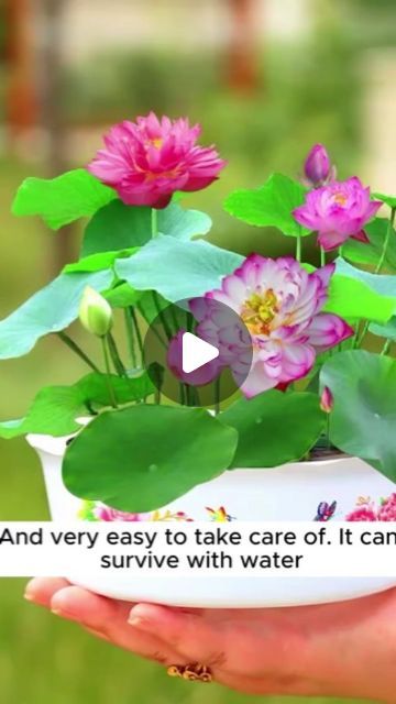 Seeds Connect on Instagram: "Plant lotus flowers in pots #garden #gardening #plants #planting #planthack" Plants In Glass Bowl, Lotus Flower Seeds, Flowers In Pots, Japanese Lotus, Lotus Seeds, Plant In Glass, Herbs Plants, Plants Care, Lotus Plant