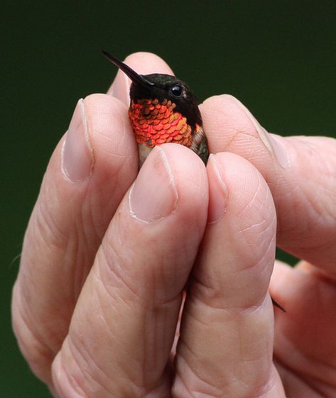 Ruby-Throated Hummingbird think there a realy kool bird lovem we have a lot around here ♥ Ruby Throated Hummingbird, Exotic Birds, Pretty Birds, Colorful Birds, Little Birds, Small Birds, Wild Birds, The Palm, 귀여운 동물