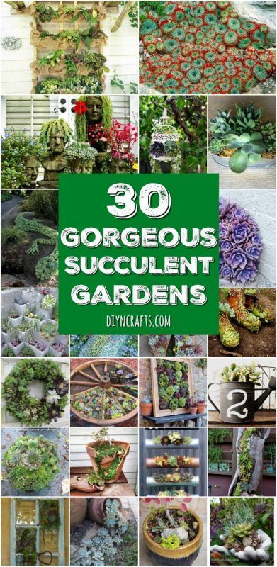 30 Captivating Backyard Succulent Gardens You Can Easily DIY. These backyard succulent gardens make your home beautiful and inviting for your friends and family! If you have ever thought of starting a backyard garden but don't have a green thumb then try one of these great succulent garden ideas that you can do yourself! #diyncrafts #gardening #backyard #succulents #succulentgarden #diy Dish Gardens, Succulent Display, Succulent Landscape Design, Vertical Vegetable Garden, Succulent Garden Design, Succulent Gardens, Succulent Landscaping, Vertical Herb Garden, Garden Ideas Cheap