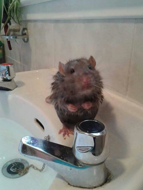 Bath rat Pet Rats Cute, Rats Cute, Roger Clark, Pet Aesthetic, Cute Animal Character, Fancy Rats, Cute Mice, Dumbo Rat, Pets At Home