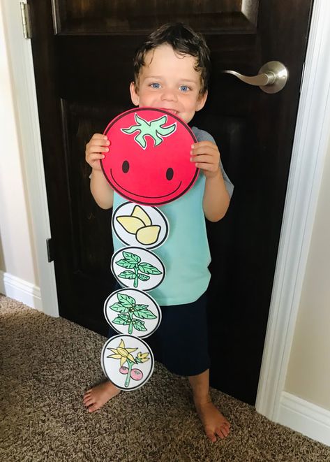 Gardening activity - Kindergarten Craft Activities Tomato Life Cycle, Apple Life Cycle Craft, Johnny Appleseed Craft, Bird Life Cycle, Planting A Rainbow, Kindergarten Craft Activities, Life Cycle Craft, Kindergarten Craft, Life Cycles Activities