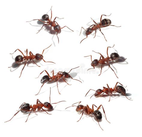 Group of ants collection. Group of ants meeting isolated on white , #AD, #collection, #ants, #Group, #white, #isolated #ad Ant Photo, Ants On A Log, Red Ant, Animal Drawings Sketches, White Image, Ants, Animal Drawings, Drawing Sketches, Stock Images Free