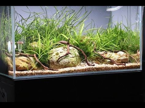 Aquarium Garden Ideas, River Style Aquascape, Riverscape Aquarium, River Aquascape, Simple Aquascape, Aquarium Scape, River Aquarium, Aquascape Inspiration, Aqua Scape