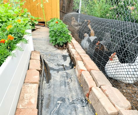 Chicken Tunnel Blog Diy Quick Chicken Coop, Chicken Tunnel Ideas, Chicken Tunnels Diy How To Build, Chicken Tunnel Around Garden, Chunnel Chicken Tunnel, Diy Chicken Tunnel, Chicken Tunnel, Homestead Inspiration, Suburban Homestead