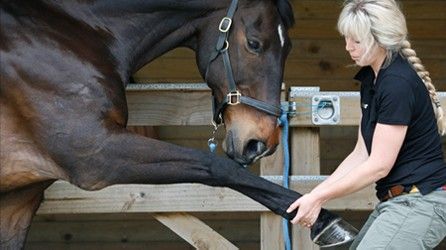 Equine Massage Therapy, Equine Science, Equine Massage, Equine Veterinary, Vet Medicine, Chiropractic Care, Horse Stables, Equine Photography, Horse Care