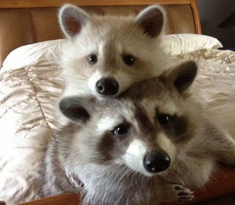 And these two who just want to cuddle all day. | 21 Raccoons Who Will Show You What It Means To Be Cute Pet Raccoon, Baby Raccoon, Koci Humor, Raccoon Funny, Cute Raccoon, Cutest Animals, Trash Panda, Silly Animals, Country Charm