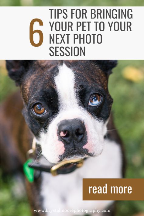 “Can pets come to my session?” And the short answer is YES! I absolutely love when clients include their pets in their photography session! After all, your pet is part of the family! In this blog post I am going to share my tips on how to have the best experience with your pet at your session! Moose Jaw, Sask has some wonderful parks that are pet friendly! Today I want to share some tips for bringing your pet to your family or couples photo session! Pet Mini Sessions, Pet Photography Mini Session, Couple And Small Dog Photoshoot, Family Pet Photography Studio, Couples Session With Dog, Couples Photo Session, Moose Jaw, I'm Busy, Couples Photo