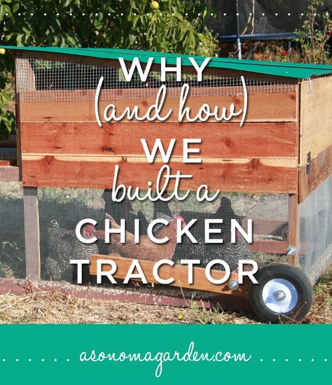 Discover Why and How we decided to build a chicken tractor. Easy plans and details on why it's so beneficial to have your chickens in a mobile coop. Mobile Coop, Homestead Projects, Teach Ag, Cheap Chicken Coops, Urban Chicken Farming, Mobile Chicken Coop, Easy Chicken Coop, Portable Chicken Coop, Backyard Chicken Coop Plans