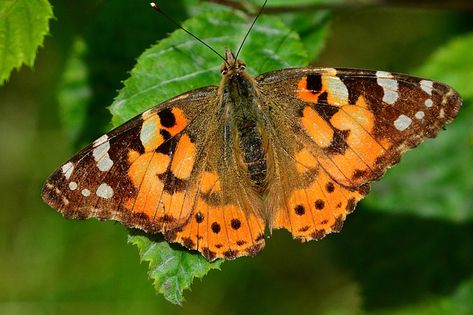 Painted Lady Vanessa Cardui - Free photo on Pixabay Desktop Wallpaper Full Screen, Beautiful Butterfly Images, Vanessa Cardui, Painted Lady Butterfly, Moth Species, Butterfly Live, Butterfly Watch, Lady Butterfly, Animal Movement