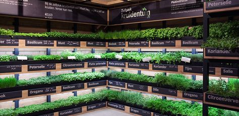 A new craze of instore farming has taken off in The Netherlands where customers can pick their favourite herbs from Albert Heijn supermarkets. Developed with design agency studiomfd, the ‘Help Yourself’ herb garden was created to offer customers fresh produce that they could pick themselves taking only what they need. As soon as the herbsRead More Vertical Garden Indoor, Forest Habitat, Herb Farm, Pop Up Restaurant, Urban Farmer, Vertical Garden Diy, Small Sink, Backyard Greenhouse, Design Blogs