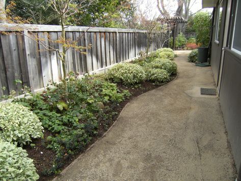 A Decomposed Granite path in a shady location.  Notice the concrete transition just at the outside door so DG is not tracked into house Granite Patio, Backyard Herb Garden, Decomposed Granite Patio, Modern Garden Landscaping, Landscaping Shrubs, Succulent Garden Landscape, Garden Landscaping Diy, Succulent Landscape Design, Decomposed Granite