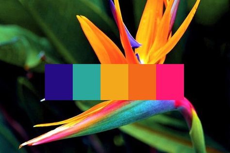 Birds Of Paradise Color Palette, Bird Of Paradise Color Palette, Paradise Outfits, Flower Color Palette, Curly Salon, Colour Dictionary, Motif Jungle, Phineas Y Ferb, Create Color Palette