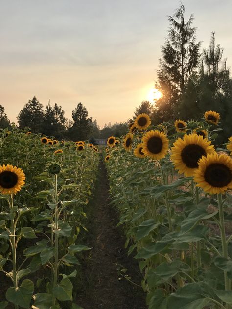 Amina Core, Sunflowers Aesthetic, Field Aesthetic, Sunflower Field, Sunflowers Field, Sunflower Farm, Sunflower Field Aesthetic, Fields Of Sunflowers, Sunflower Garden Aesthetic