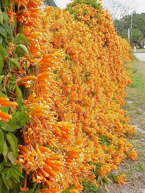 Mexican Flame vine. Mexican Flame Vine, Pyrostegia Venusta, Flame Vine, Best Hanging Plants, Evergreen Climbing Plants, Wall Climbing Plants, Patio Areas, Hydrangea Petiolaris, Flowering Perennials