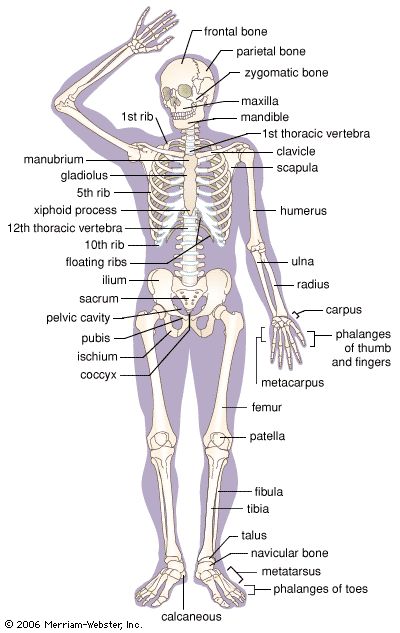 Skeletal System Anatomy Notes, Human Body Bones, Human Body Diagram, Body Bones, Body Diagram, Skeletal System, Human Body Parts, Human Bones, Healing Codes