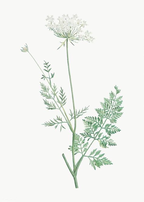 Vintage wild carrot flower vector | free image by rawpixel.com Wild Carrot Flower, Dried Flower Earrings, Wild Carrot, Carrot Flowers, Queen Anne's Lace Flowers, Daucus Carota, Illustration Blume, Plum Flowers, Parts Of A Flower