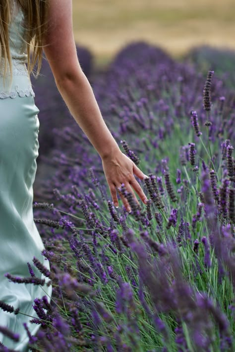 Lavender Fields Photography, Farm Products, Orcas Island, Lavender Garden, Shotting Photo, Lavender Field, San Juan Islands, Lavender Farm, Lovely Lavender