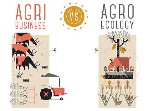 Agroecology May be the Big Answer - Cornucopia Institute Soil Contamination, Water Pollution, About Water, Sustainable Farming, Ecology, Pollution, Case Study, Agriculture, Creative Professional