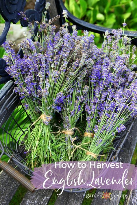 How to Harvest Lavender Plants for Recipes and Crafts - Garden Therapy Herbs For Skin, English Lavender Plant, Harvesting Lavender, How To Propagate Lavender, Common Garden Plants, Gardening Magazine, Lavender Skin, Lavender Varieties, Lavender Crafts