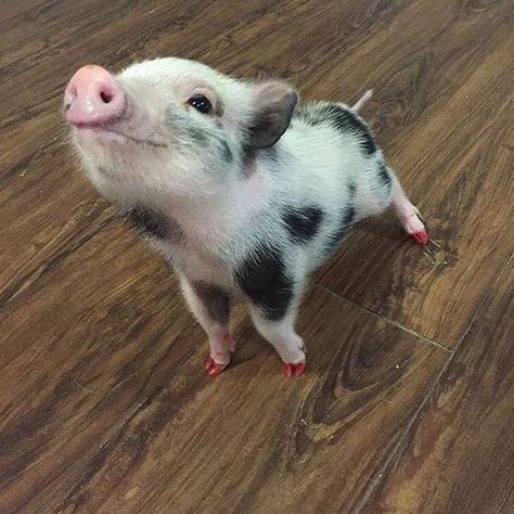 piglet - Domestic pig Teacup Pig, Pet Pig, Teacup Pigs, Cute Piglets, Mini Pigs, Cute Piggies, Pet Pigs, Baby Animals Pictures