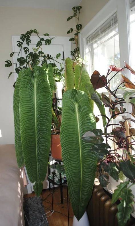 Anthurium Pallidiflorum, Anthurium Veitchii, Grow House, Monstera Plants, Plant Wishlist, Plant Decor Indoor, Indoor Flowers, Monstera Plant, House Plants Decor