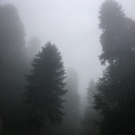 Twigliht Aesthetic, Grey Green Aesthetic, Grey Hour, Dark Naturalism, Smell Of Rain, Aesthetic Forest, Fairycore Grunge, Foggy Forest, Misty Forest