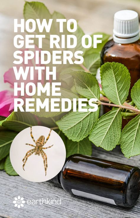 If you feel squirmy when taking your camping gear out of storage or experience a little uneasiness when searching for garden tools in the garage, welcome to the club! Spiders love to lurk about. You never know when you’ll run into 1… or 5.  #pestcontrol #pests #home #spiders #remedy #solution Home Remedies For Spiders, Get Rid Of Spiders, House Spider, Garden Spider, Essential Oil Beauty, Diy Essential Oil Recipes, Household Pests, Natural Pest Control, Diy Sprays