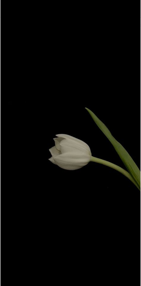 Tulip Lockscreen, Minimalist Wallpaper Lockscreen, Wallpaper Tulips Aesthetic, Aesthetic Tulips Wallpaper, Tulips Lockscreen, Tulips Wallpaper Aesthetic, Cute Little Tattoos, Black Tulips, Black Background Wallpaper