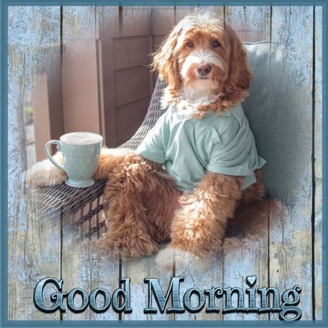 Good Morning Dogs, Good Morning Coffee Quotes, Funny Good Morning Greetings, Good Morning Dog, Coffee Good Morning, Happy Good Morning, Good Morning Animals, Quotes Good, Good Morning Sunday