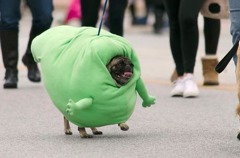 Slimer costume for pug Funny Dog Memes, Animale Rare, A Pug, Cute Pugs, Dog Costumes, Memes Humor, Pug Love, Funny Animal Memes, Pug Life