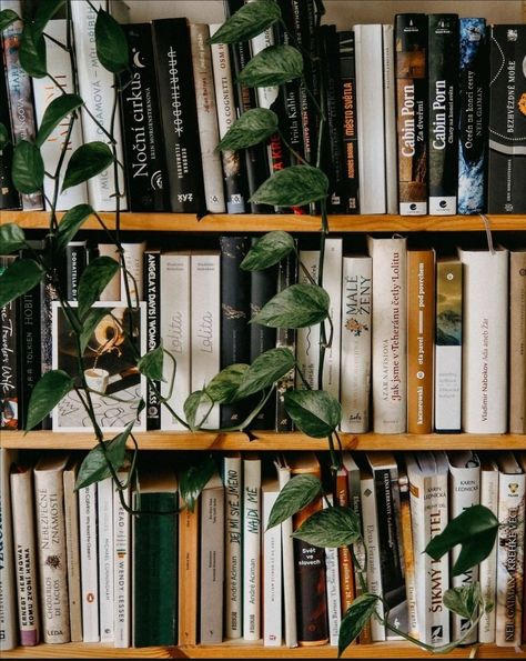 Bookshelf Inspo, Reader Aesthetic, Green Academia, Book Coffee, Library Aesthetic, Little Library, Plant Aesthetic, Back To College, Cozy Aesthetic