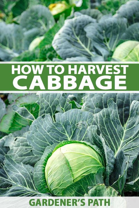 Cabbage Growing, Grow Cabbage, Growing Cabbage, Cabbage Varieties, Types Of Cabbage, Cabbage Plant, Tattoo Plant, Survival Gardening, Napa Cabbage