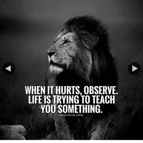 Get Back Up Quotes, Lioness Quotes, Dangerous Quotes, Lions Roar, Motivated Quotes, Fearless Quotes, Thoughtful Quotes, Lion Quotes, King Quotes