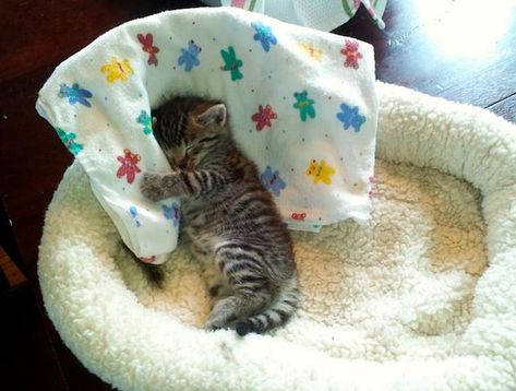 Sleepy Kitten, Kitten Pictures, Baby Kittens, Sleepy Cat, Cute Cat Gif, Cats Kittens, Funny Cat Memes, Cute Cats And Kittens, Cute Kittens