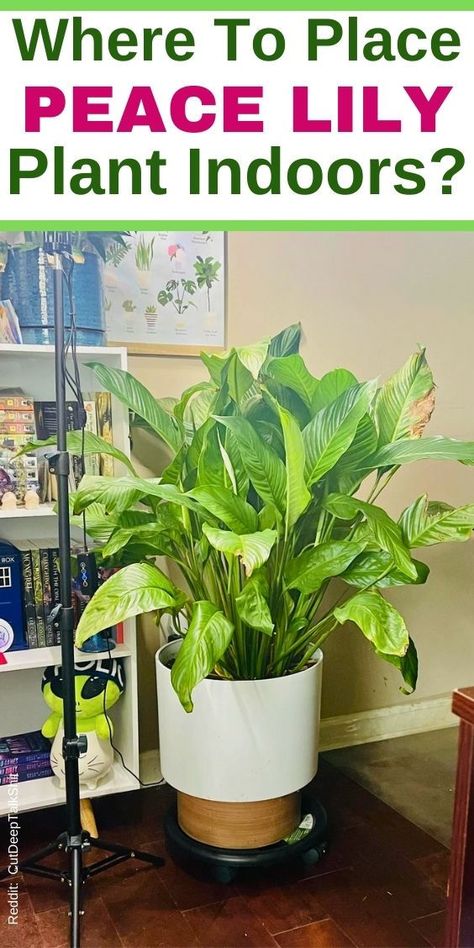 "Peace Lily Placement, Best Spot for Peace Lily, Peace Lily Location, Peace 
Lily Care Tips, Peace Lily Light Requirements, Ideal Peace Lily Placement, 
Peace Lily Indoor Placement, Peace Lily Positioning, Peace Lily Growing 
Tips, Peace Lily Sunlight Needs." Air Conditioning Vents, Peace Lilies, Lily Plant, Peace Lily Plant, Peace Lily, The Peace, Air Conditioning, Lily